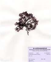 藏品(安曼司石花菜)的圖片